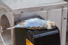 blauwe-parkiet-nam-k14-fa-1