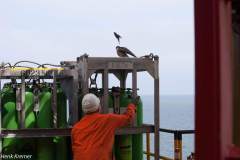 slechtvalk-nam-k14-fa-1-01