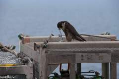 slechtvalk-nam-k14-fa-1-02