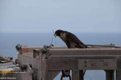 slechtvalk-nam-k14-fa-1-03